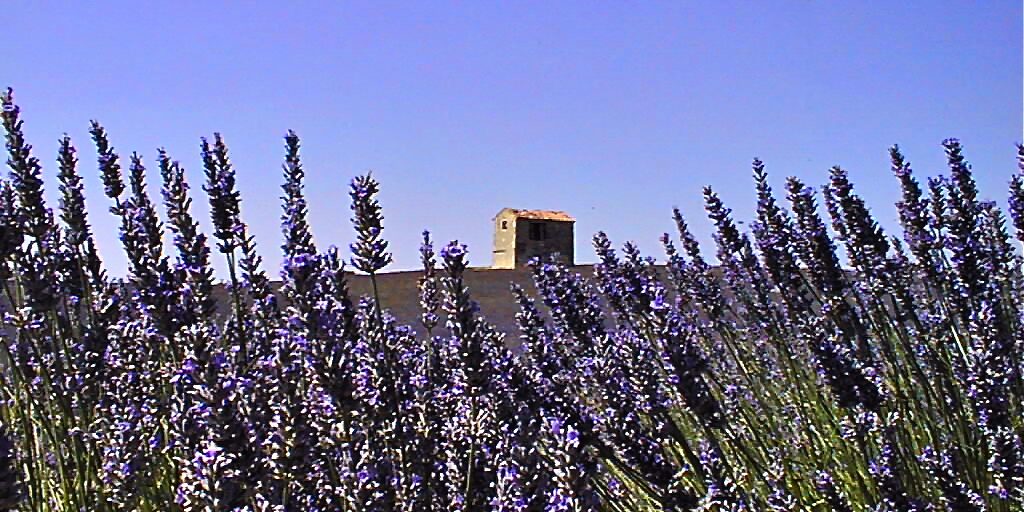 Lavandes Valensole