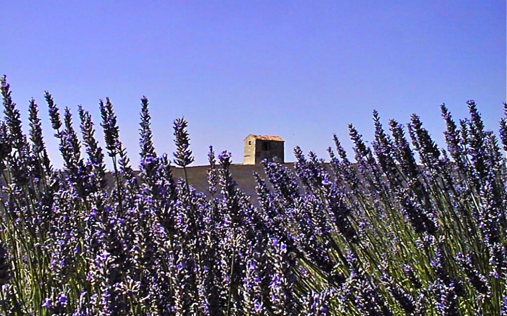 Lavandes Valensole